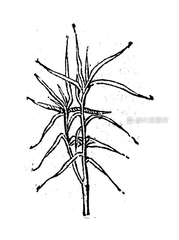 古董雕刻插画:Salsola soda, salwort